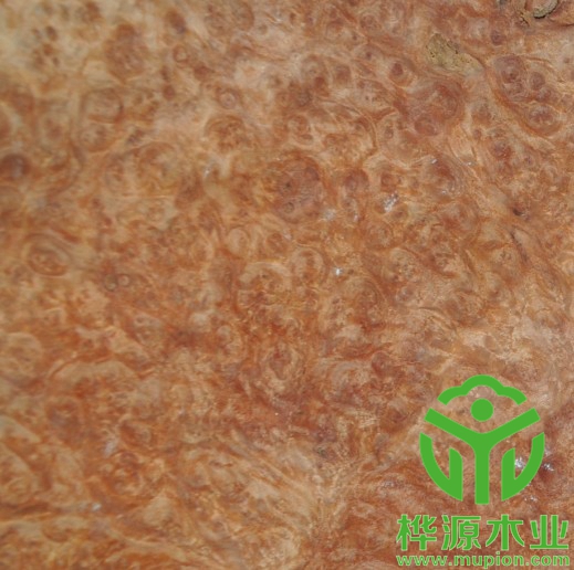 紅花樟樹榴木皮0.5mm價(jià)格實(shí)惠，高檔樹榴木皮品質(zhì)保證